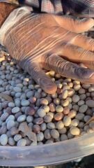 İspir Şeker Fasulyesi 1000gr